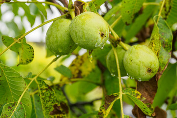 Water drops on walnut shells.