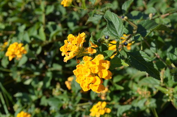 yellow small flowers close-up