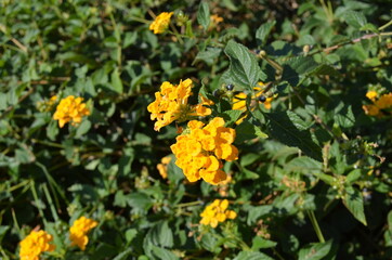 yellow small flowers close-up