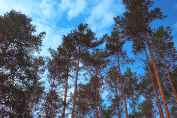 die Ruhe des Waldes genie&szlig;en und den Blick Richtung Himmel gerichtet 