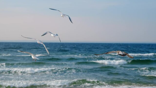 Seagulls and albatrosses soar in the sky over the sea coast. Video of the flying birds in the blue sky, 4k 60p