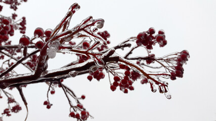 Frozen mountain ash. Ice-covered rowan berries