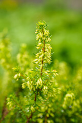 Yellow flowers of ornamental heather.
