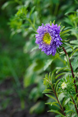 Blue chrysanthemum flower on a plant outdoors.