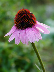 Echinacea outdoors in nature in detail.