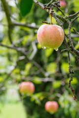 Ripening apple on a tree with drops after the rain.