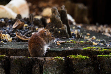 Little brown mouse on a tree stump with seeds.
