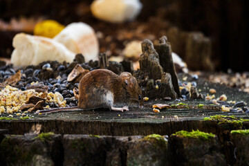 Little brown mouse on a tree stump with seeds.