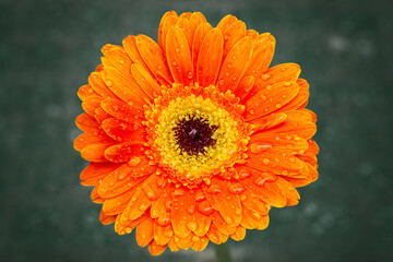 Gerberas