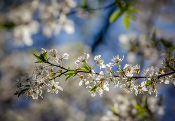 Spring flowers on trees