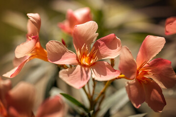 Soft pink spring flowers