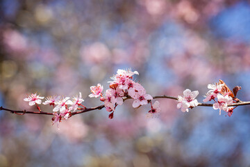 Spring flowers on trees