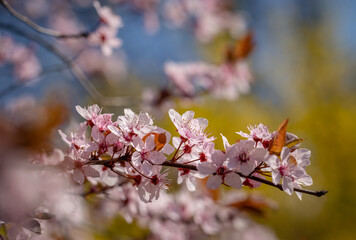 Spring flowers on trees