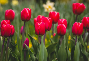 Obraz premium Tulips
