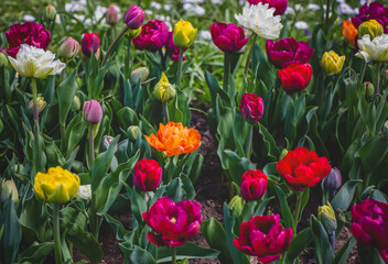 Tulips