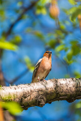 Common chaffinch, Fringilla coelebs, sits on a branch in spring on green background. Common chaffinch in wildlife.