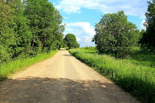 dirt road surrounded by green plants on a sunny summer day. Unique image for decoration
