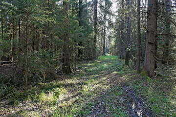 beautiful photo of the landscape of spring nature. Unique image for decoration and use.