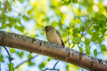 Green and yellow songbird, The European greenfinch sitting on a branch in spring.
