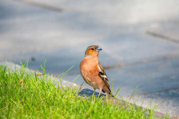 Common chaffinch, Fringilla coelebs, sits on a green lawn in spring. Common chaffinch in wildlife.