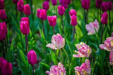 Tulips