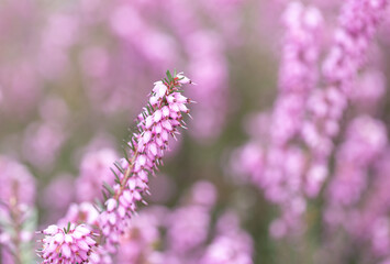 Spring flowers on trees