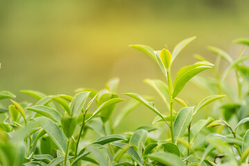 Fototapeta na wymiar Green tea leaf in morning, tea plantation, blurred background. Fresh green tea leaves. Green tea plantations in morning sunrise.Freshness organic tea garden for background.