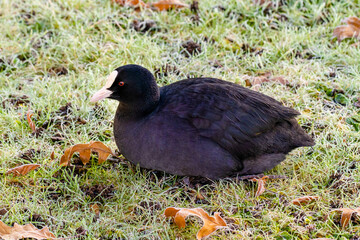 white coots bird