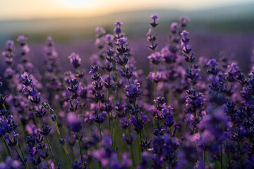 Naklejka premium Lavender flower close-up in a lavender field against a sunset background.