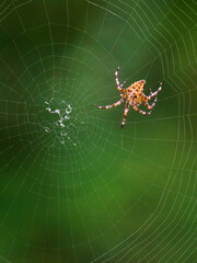 Crusader spider forming a cobweb in the forest.