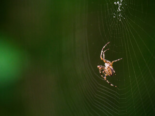 Crusader spider forming a cobweb in the forest.