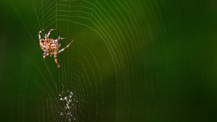 Crusader spider forming a cobweb in the forest.