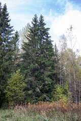 Fototapeta na wymiar old forest in autumn, natural landscape, tall fir-tree 