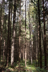 Old pine forest, natural landscape 