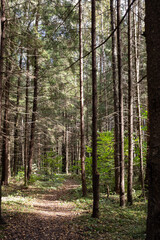 path in the woods, old pine forest