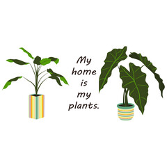 For plant lovers. Plant collection. Vector illustration.