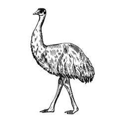 Vintage illustration of emu on isolated white background. Vector skerch animal from Australian.