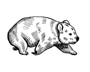 Vintage illustration of wombat on isolated white background. Vector illustration animal from Australian.