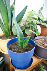 Snake plant or Mother in laws tongue and Arrowhead Vine.