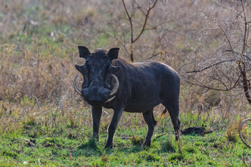 Common warthog (Phacochoerus africanus) at the Serengeti national park, Tanzania. Wildlife photo