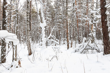 Beautiful landscape of winter snowy forest 