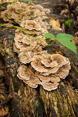 Inedible mushroom growing on a tree stump in the forest.