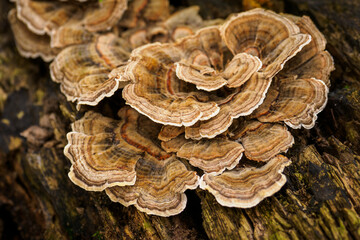 Inedible mushroom growing on a tree stump in the forest.