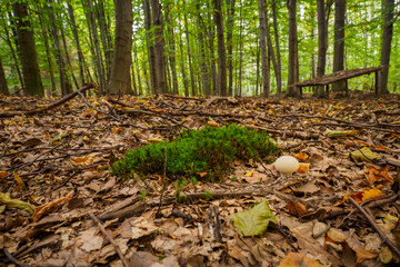 Puffball growing in the forest.