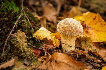 Puffball growing in the forest.