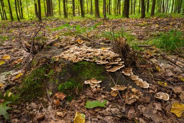 Inedible mushroom growing on a tree stump in the forest.