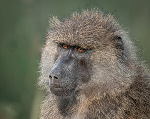 Olive Baboon, Maasai Mara Kenya