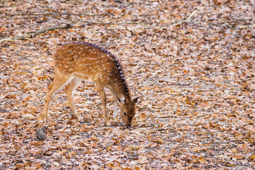 Axis doe outdoors in nature in autumn.