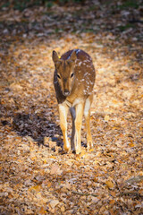 Axis doe outdoors in nature in autumn.