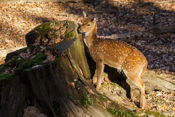 Axis doe outdoors in nature in autumn.